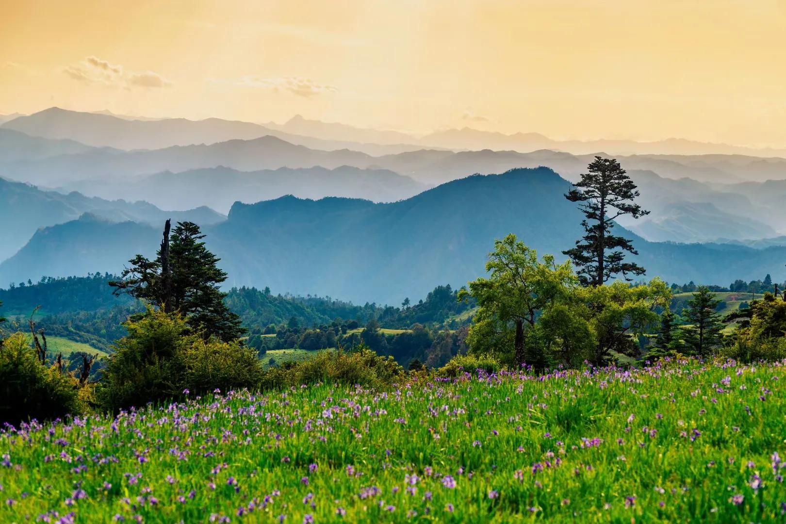 构树一亩种植1000,构树好吗