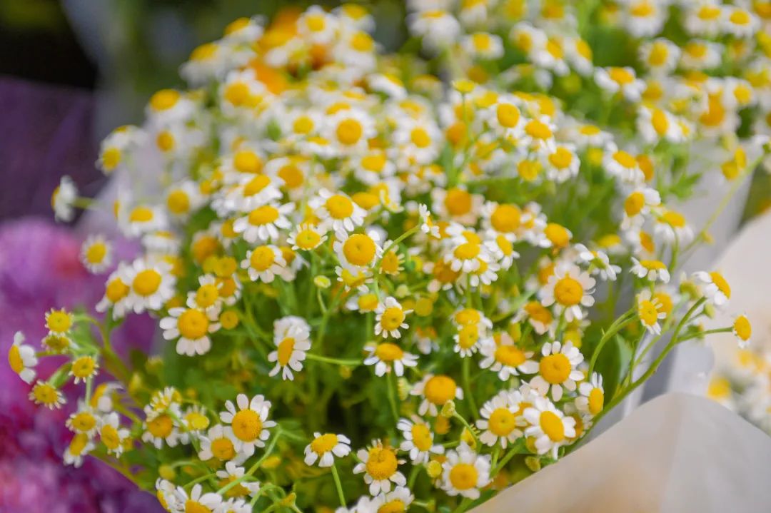 雨雪天气,来济南这些宝藏花市再合适不过了!快去把春天的浪漫抱回家吧!