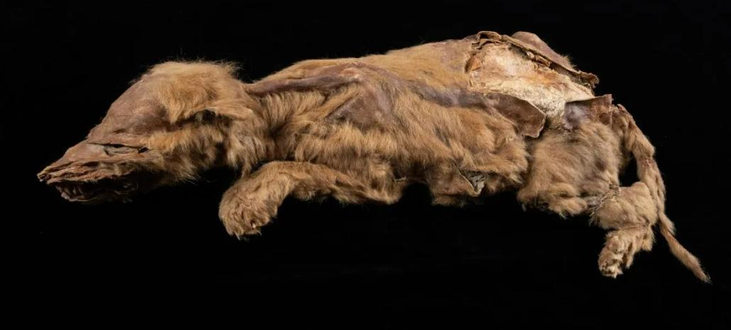 关于史前病毒的研究,史前巨型病毒是真的吗