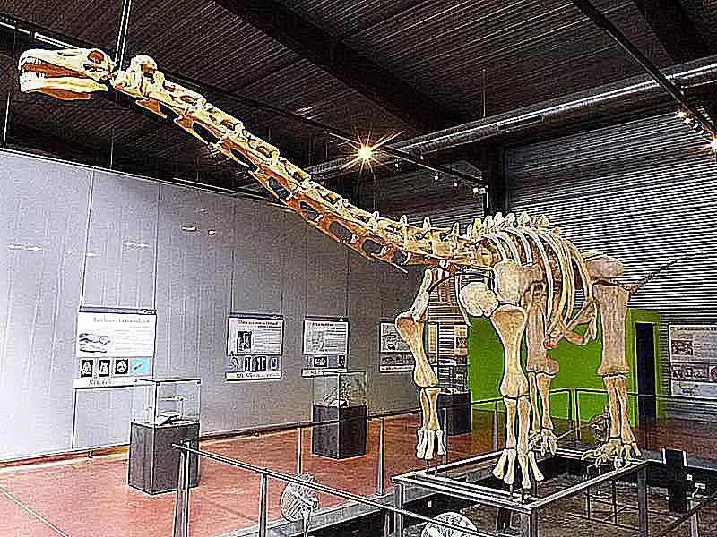 恐龙时代泰坦巨龙与雷龙,泰坦巨龙恐龙化石