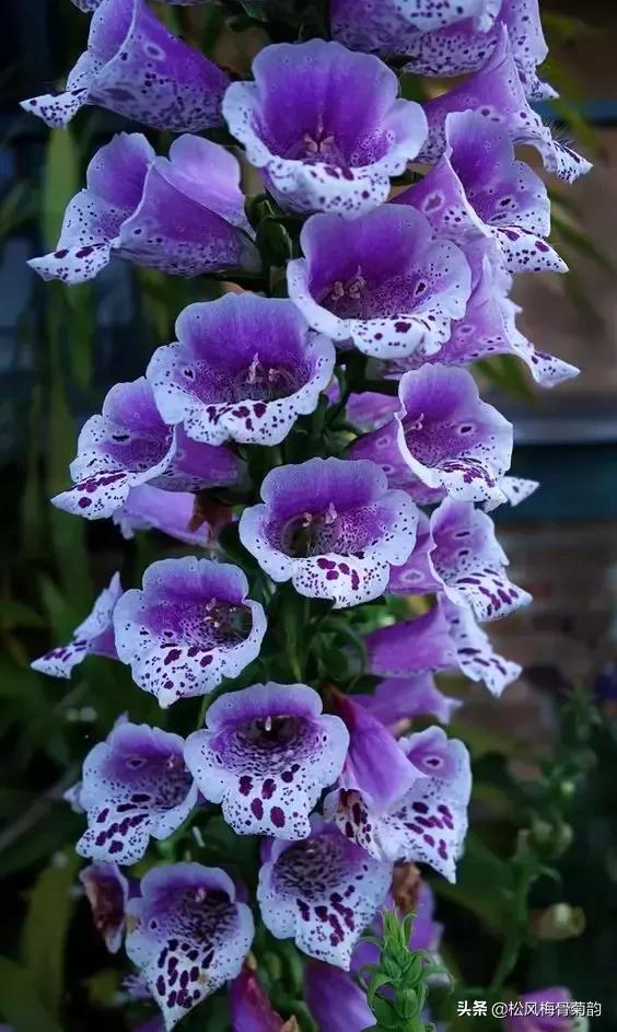 花儿朵朵开，香艳惹人爱，闻香觅花来，弄花香满衣