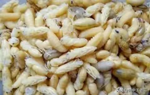 中国大虎头蜂打得过蚂蚁吗,虎头蜂入侵乡村