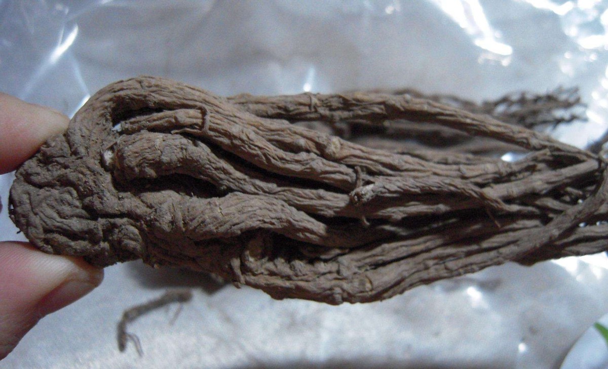 生吃蝌蚪有什么奇效,生吃蝌蚪有什么后果