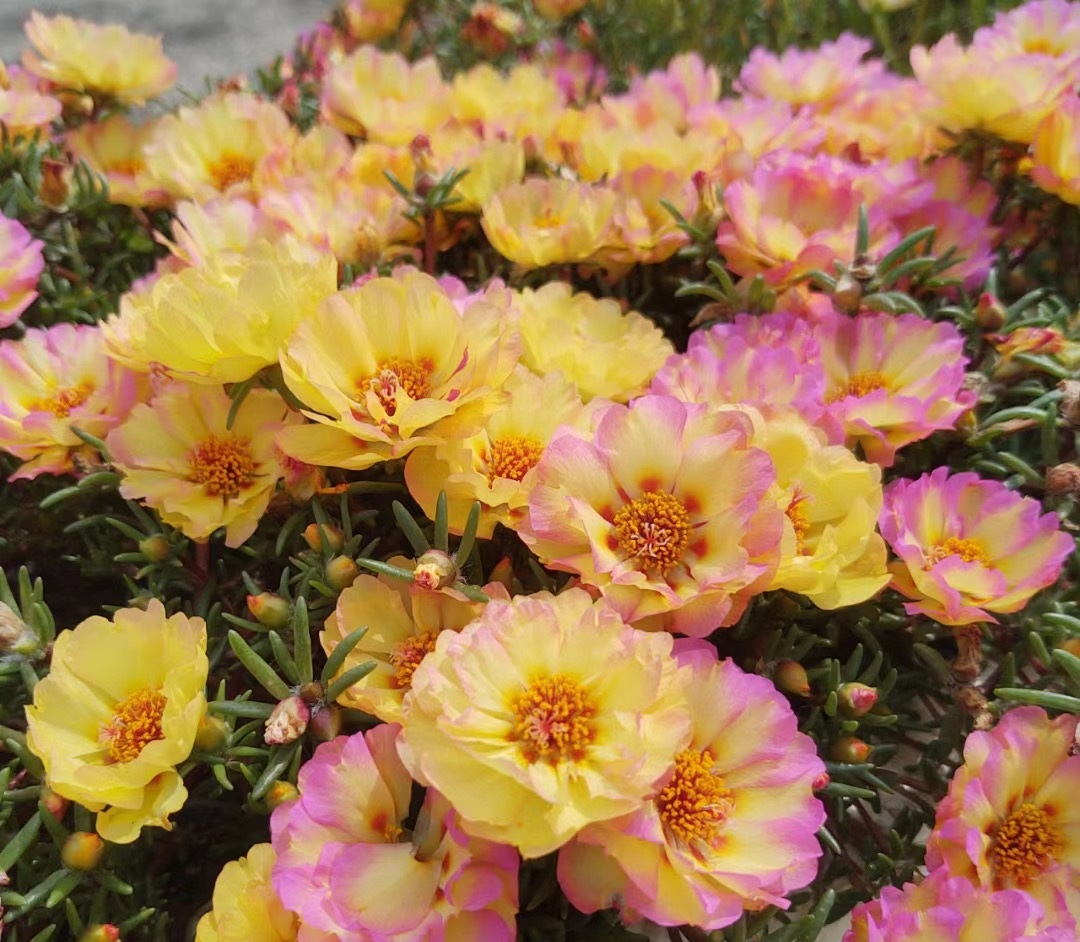 四季开花室内好养的植物太阳花,夏天花期长又好养的花太阳花