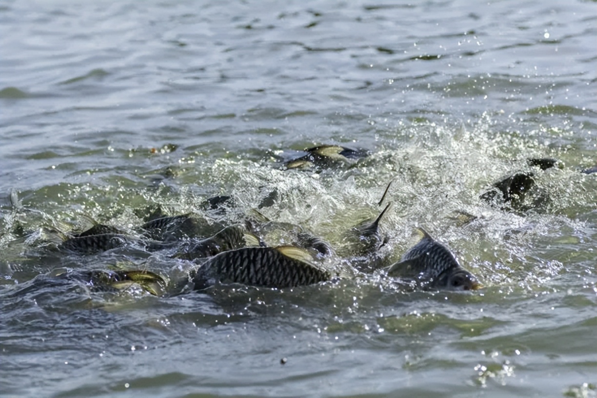 脆肉罗非鱼和罗非鱼有什么区别,罗非鱼和脆肉罗非鱼肉眼怎么区分