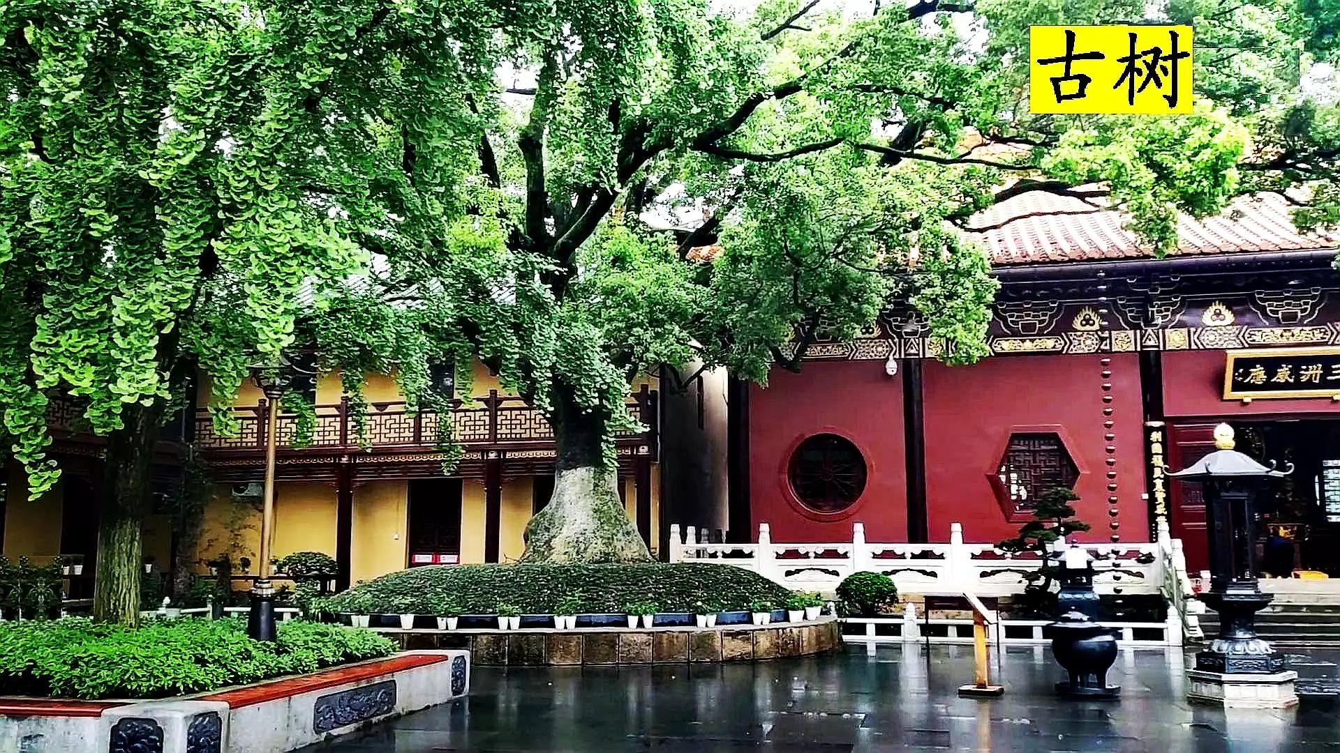 佛教圣地东林寺,东林寺祖庭与净土宗有何区别