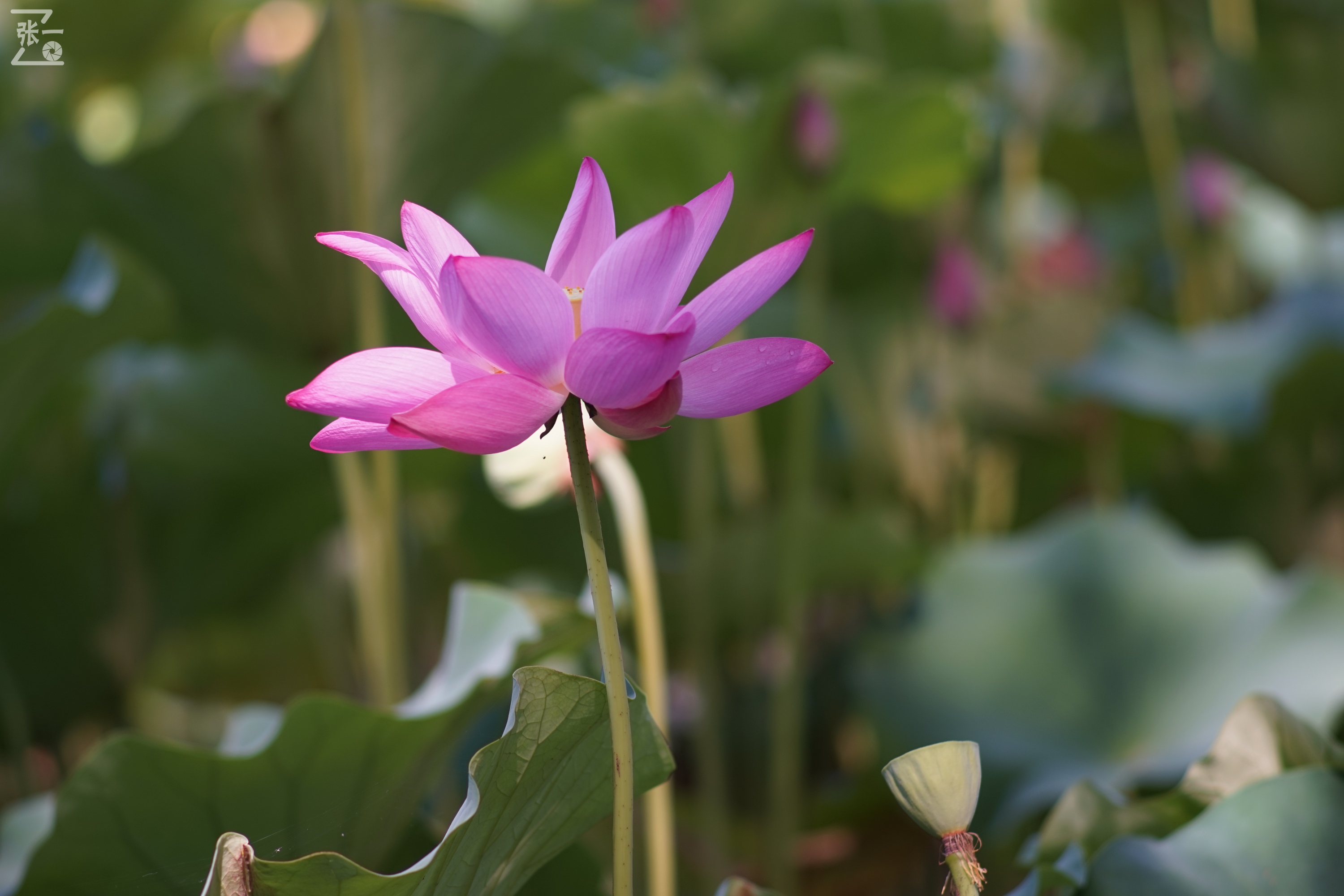 老款olympus微单拍摄技巧,日本olympus镜头