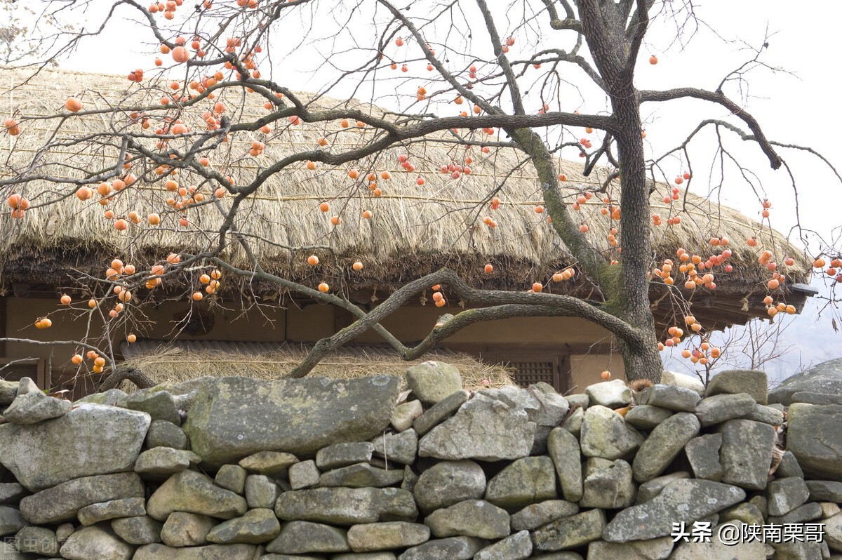 门前树不能乱,门前种的树风水好吗