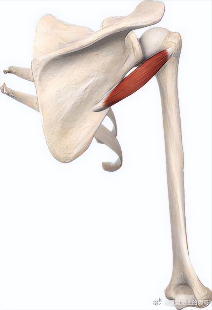 偏瘫患者肩部半脱位疼痛,偏瘫患者肩部力量怎样练