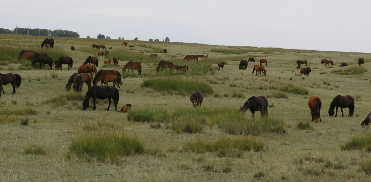 遥远的骑兵——我们的马