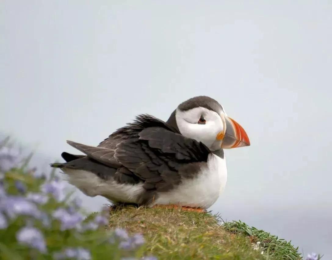 可爱动物照片合集,澳大利亚动物合集