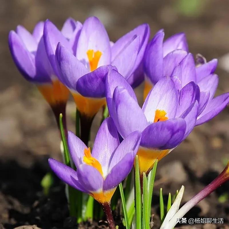 藏红花最便宜多少钱,藏红花最便宜