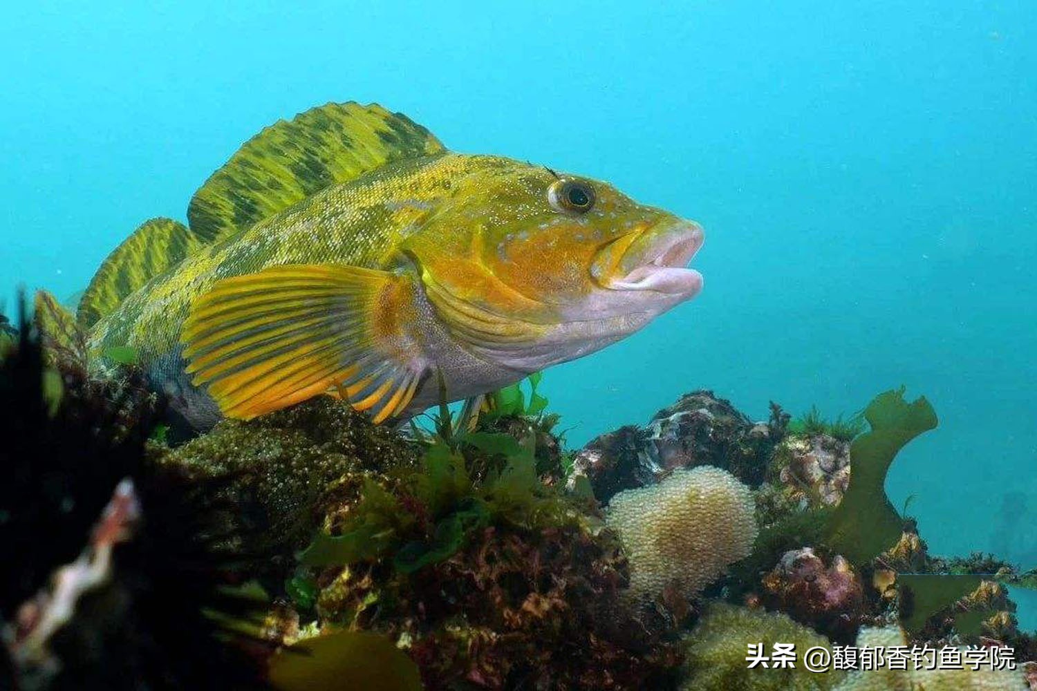 立秋以后的鱼应该怎么钓,冬季海钓推荐什么鱼种好