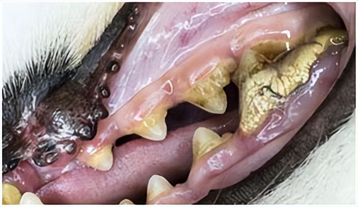 小狗牙龈炎要怎样治疗,犬口腔炎怎么治