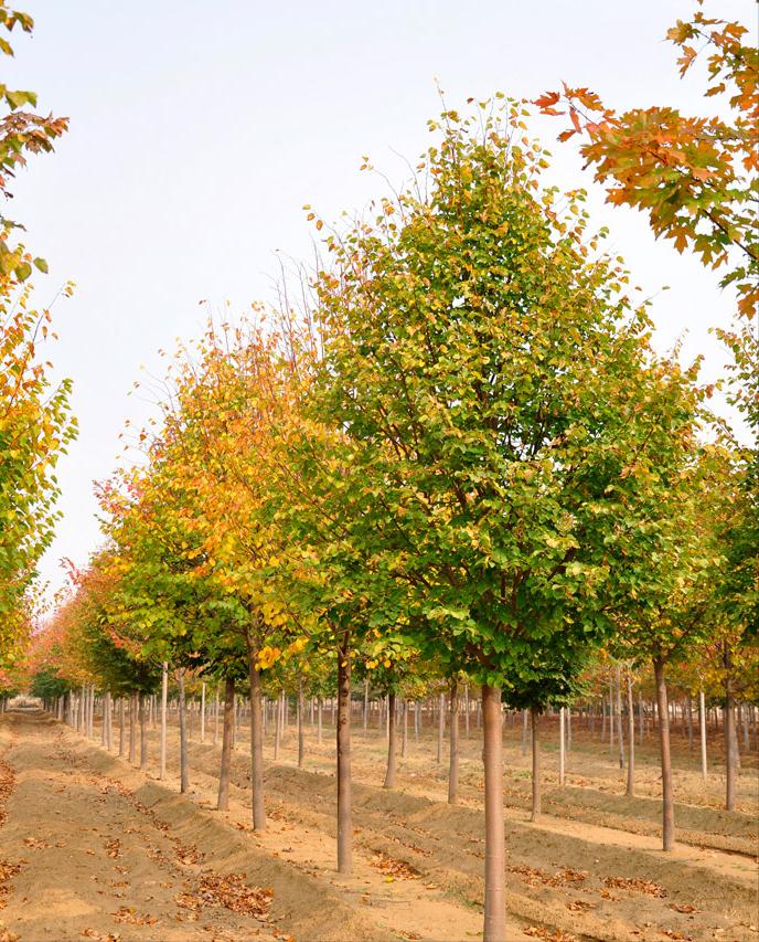 现在市场行情最好的苗木,目前高档苗木有哪些