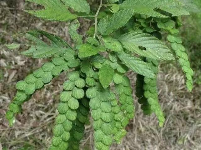 排钱草介绍,排钱草特征
