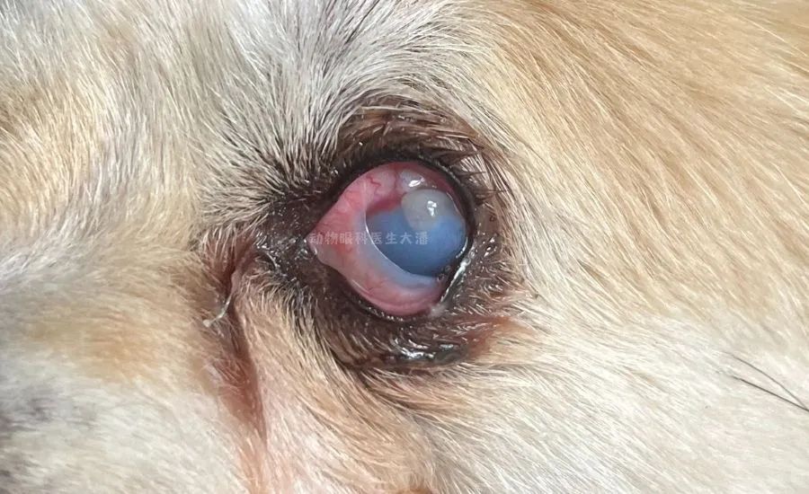 犬眼睛结膜炎视频,犬角膜穿孔一定要手术吗