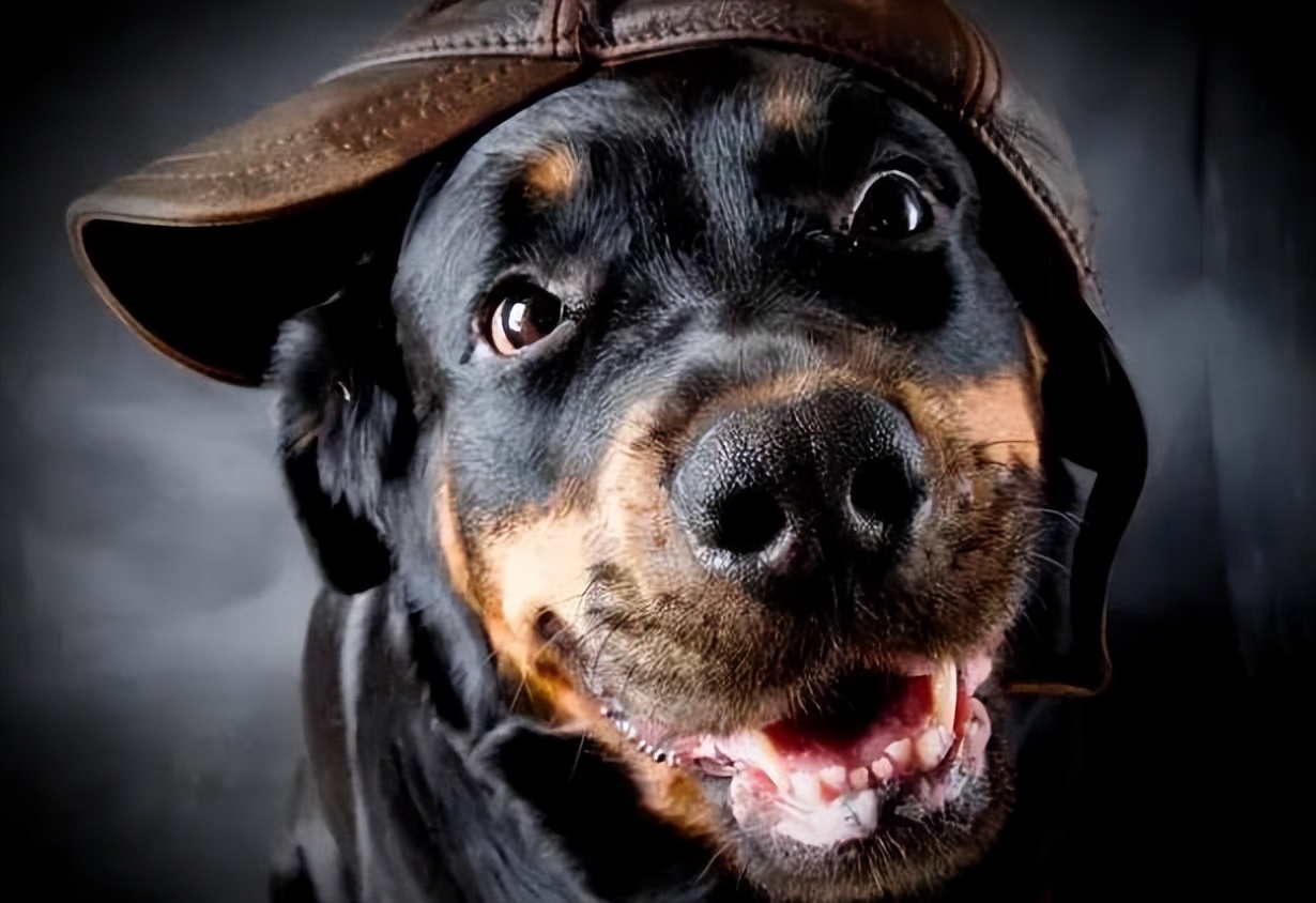 罗威纳幼犬怎么看品相,罗威纳幼犬啥样