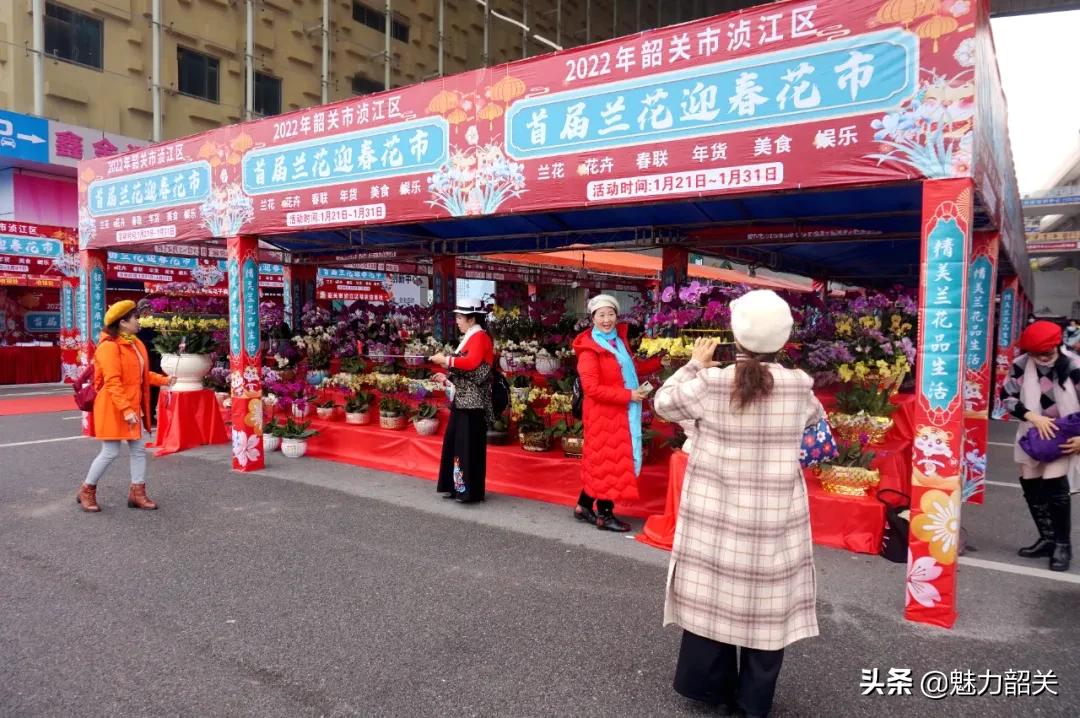 韶关市兰花迎春花市,韶关迎春花市兰花价格