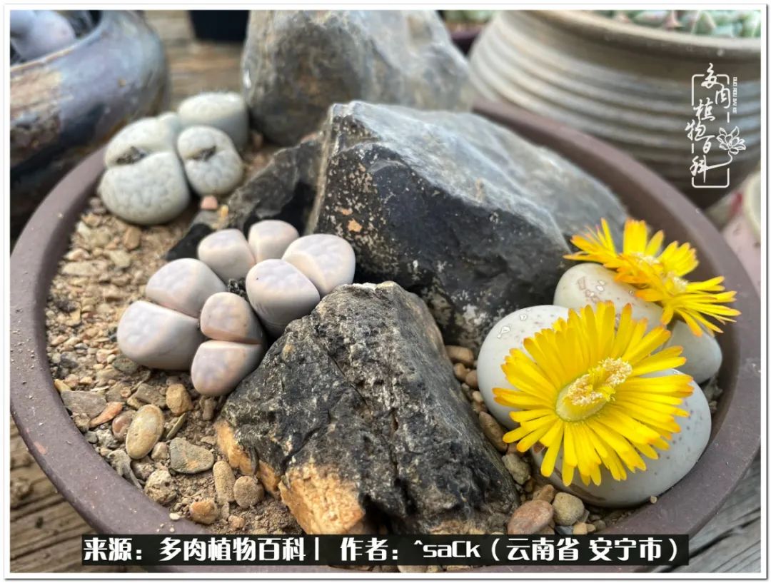 情不知所起一往而深歌曲,情不知所起一往而深完整版