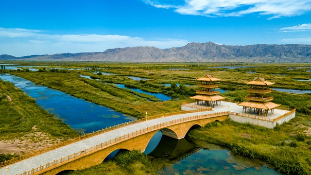 正宗宁夏红枸杞风景,宁夏红色枸杞