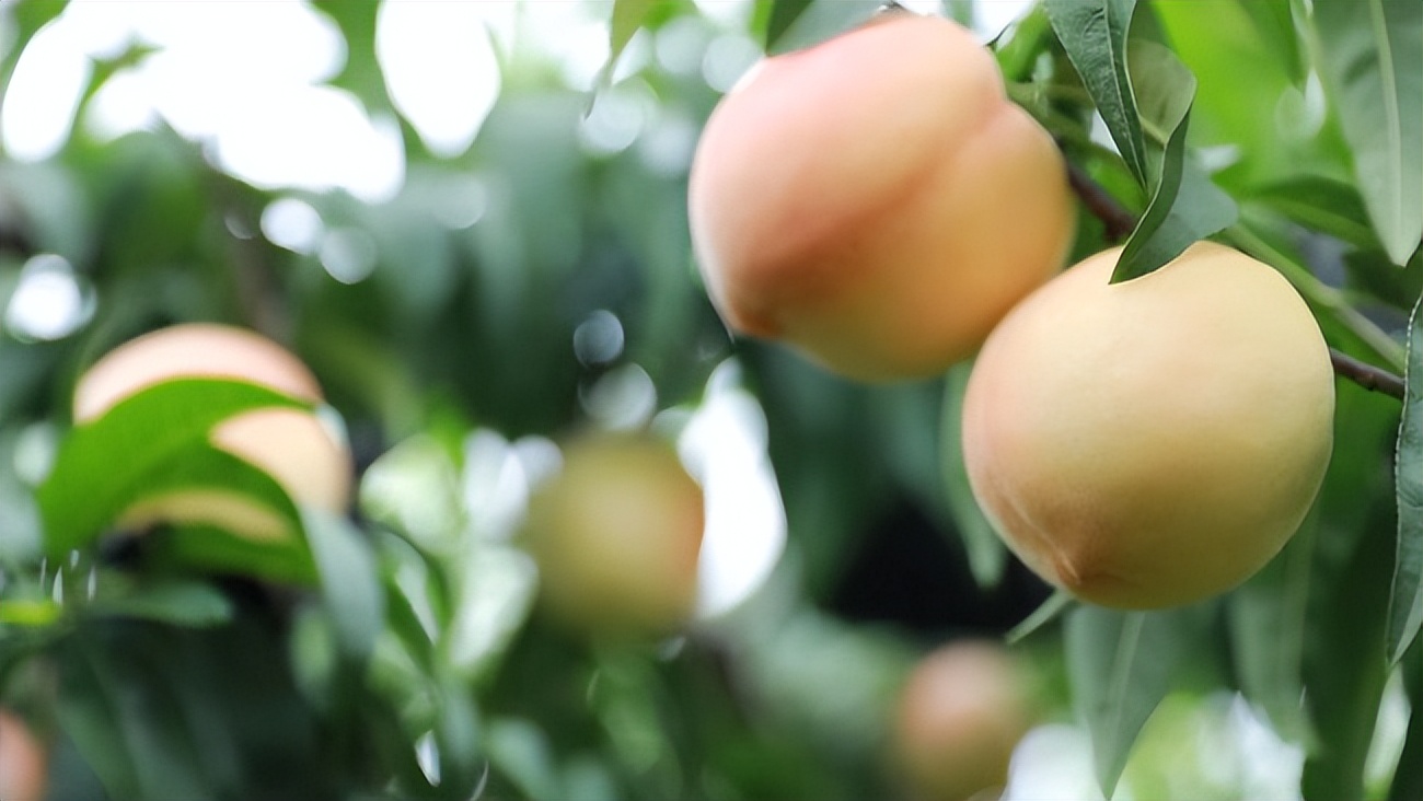 乡村振兴共同富裕金点子,振兴乡村金点子建议100条