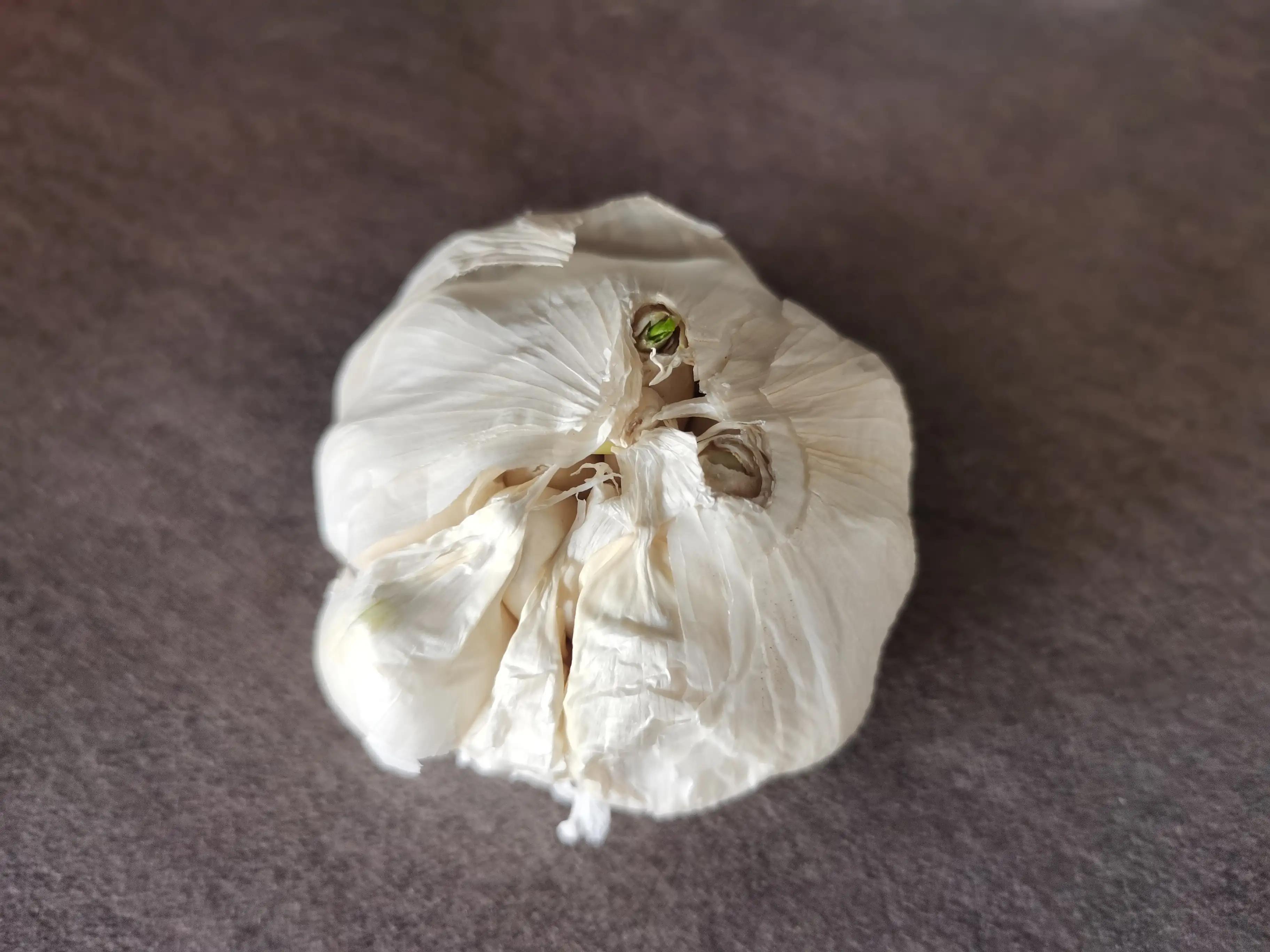 在超市买的大蒜可以买来再种植吗,超市大蒜和自己种大蒜区别