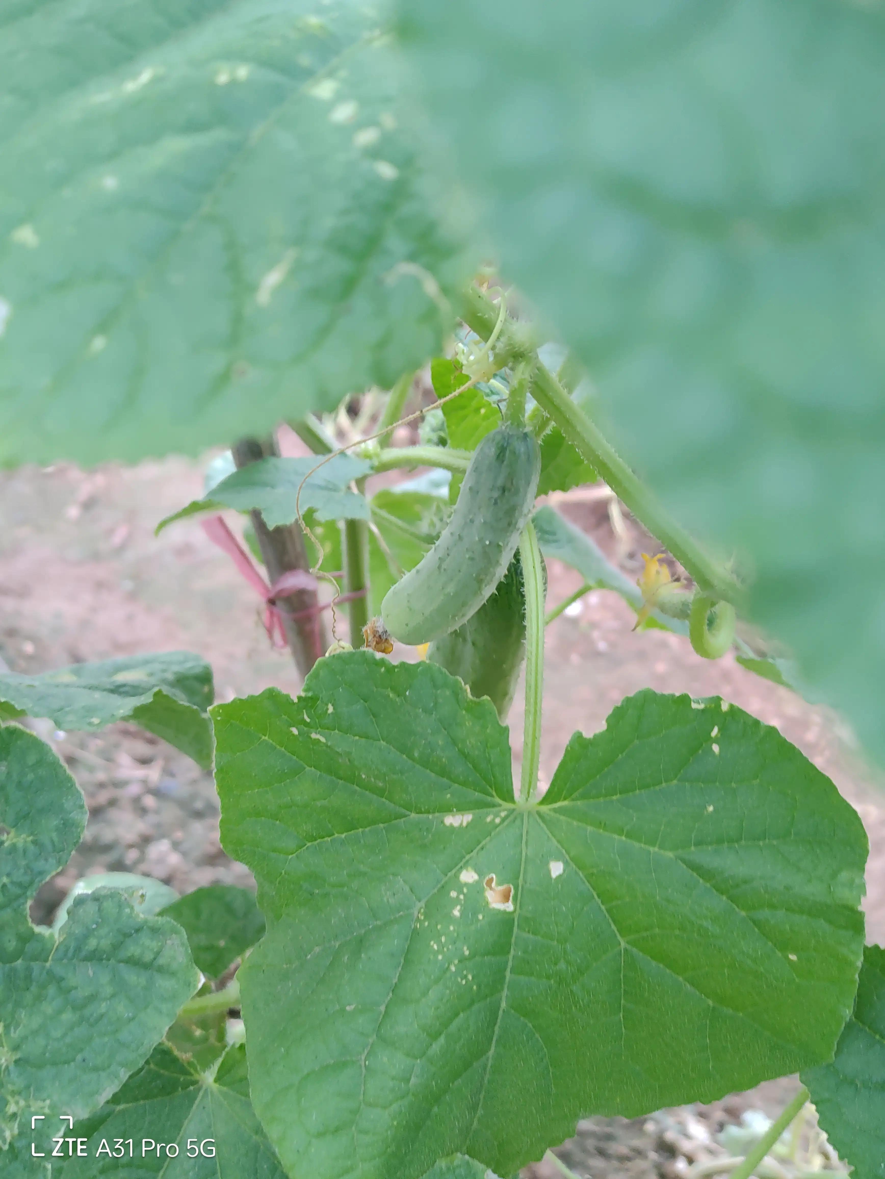 落花生的原名,落花生是什么意思