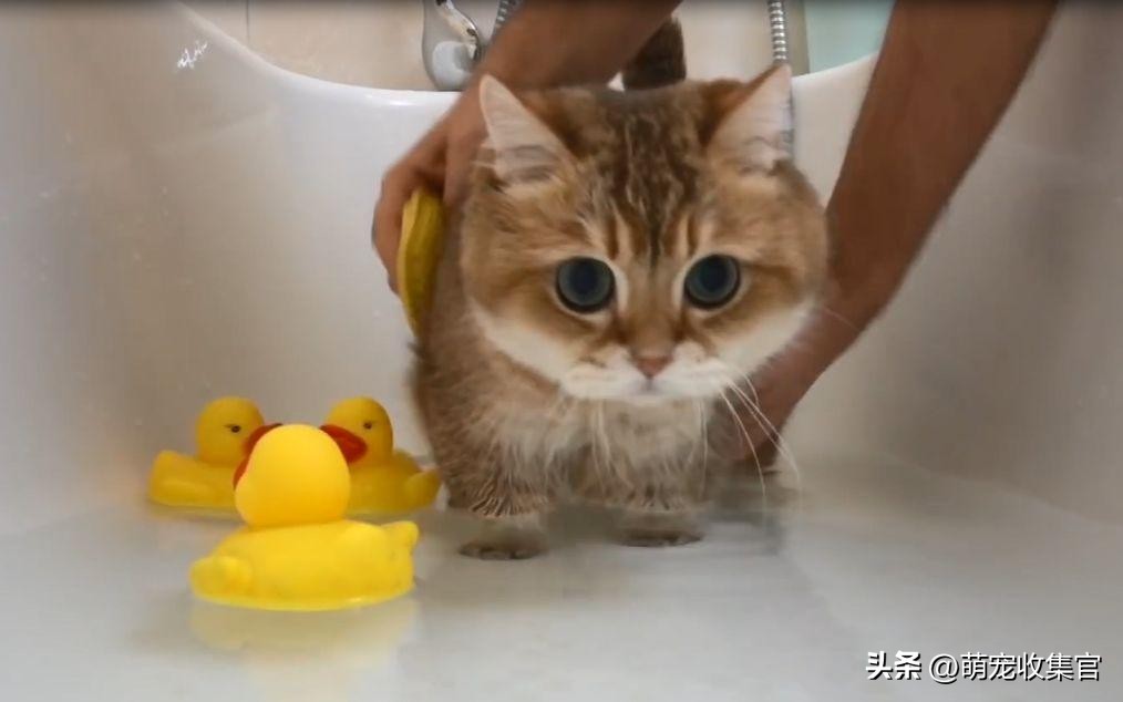 猫害怕洗澡怎么办？毛脏了不得不洗怎么办，方法给你了