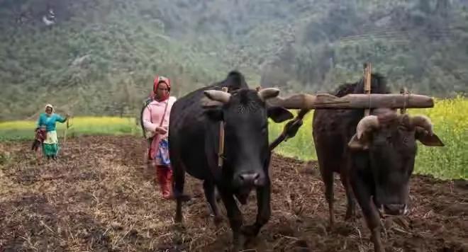 尼泊尔高山集市,尼泊尔被称为高山之国