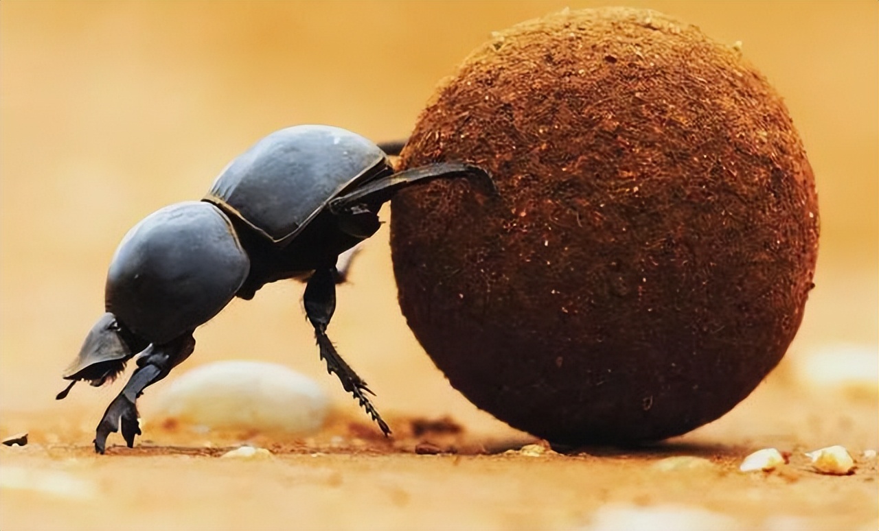 拉屎太臭是什么原因怎么调理,吃香的喝辣的怎么解释