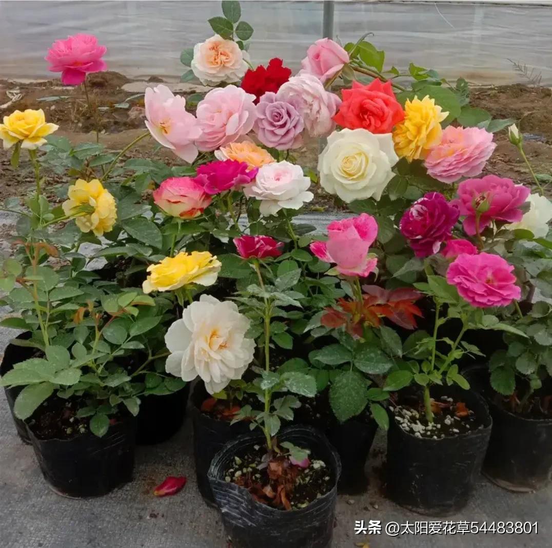 最好养的十种花种秋冬季,常年开花又好养的花盆栽推荐