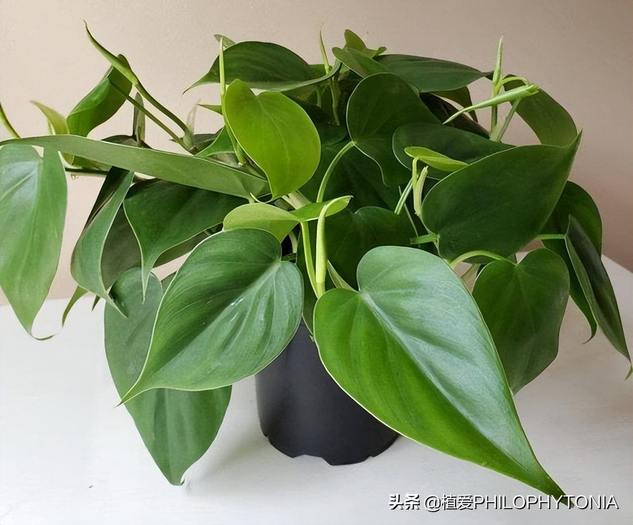 花境常绿植物推荐,室内大型开花植物推荐