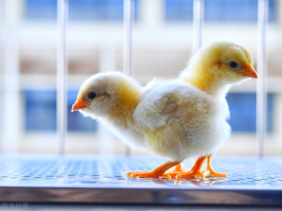 怎么快速检测蛋鸡滑液囊支原体,鸡的滑液囊支原体如何防控