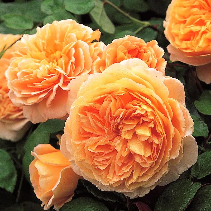 月季美图100张,妩媚动人的月季花图片