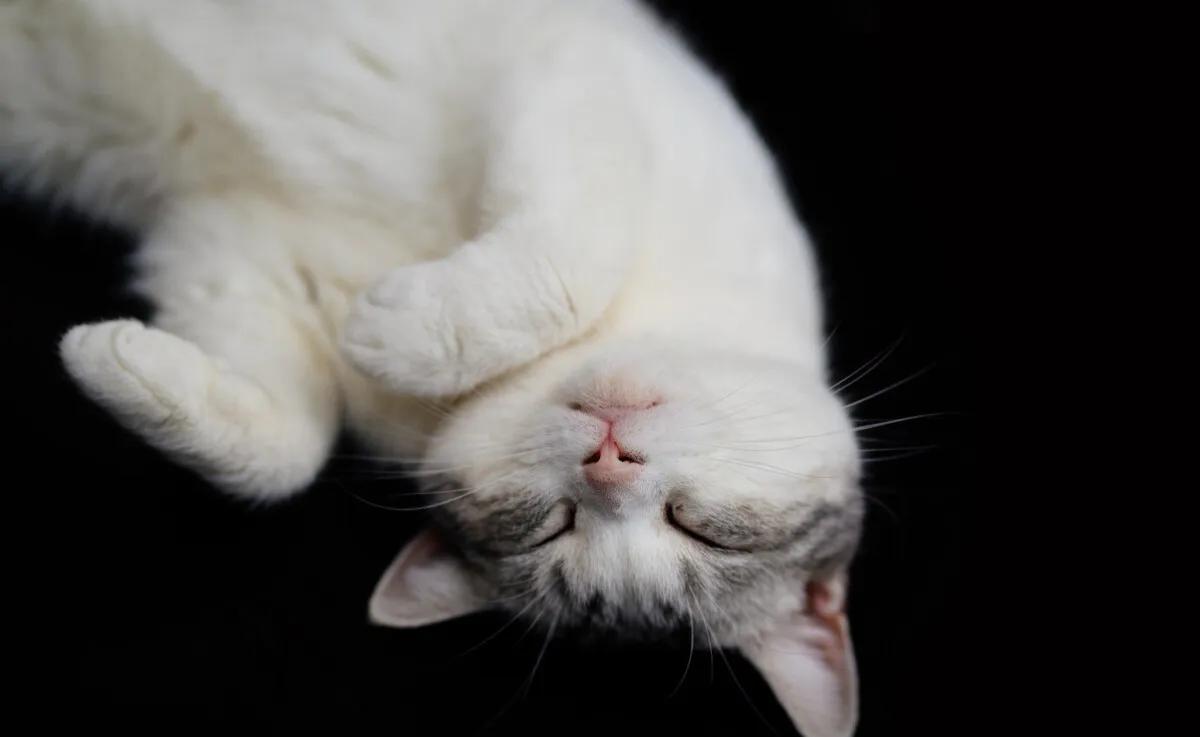 郑振铎猫的教学内容分析,郑振铎的猫课程