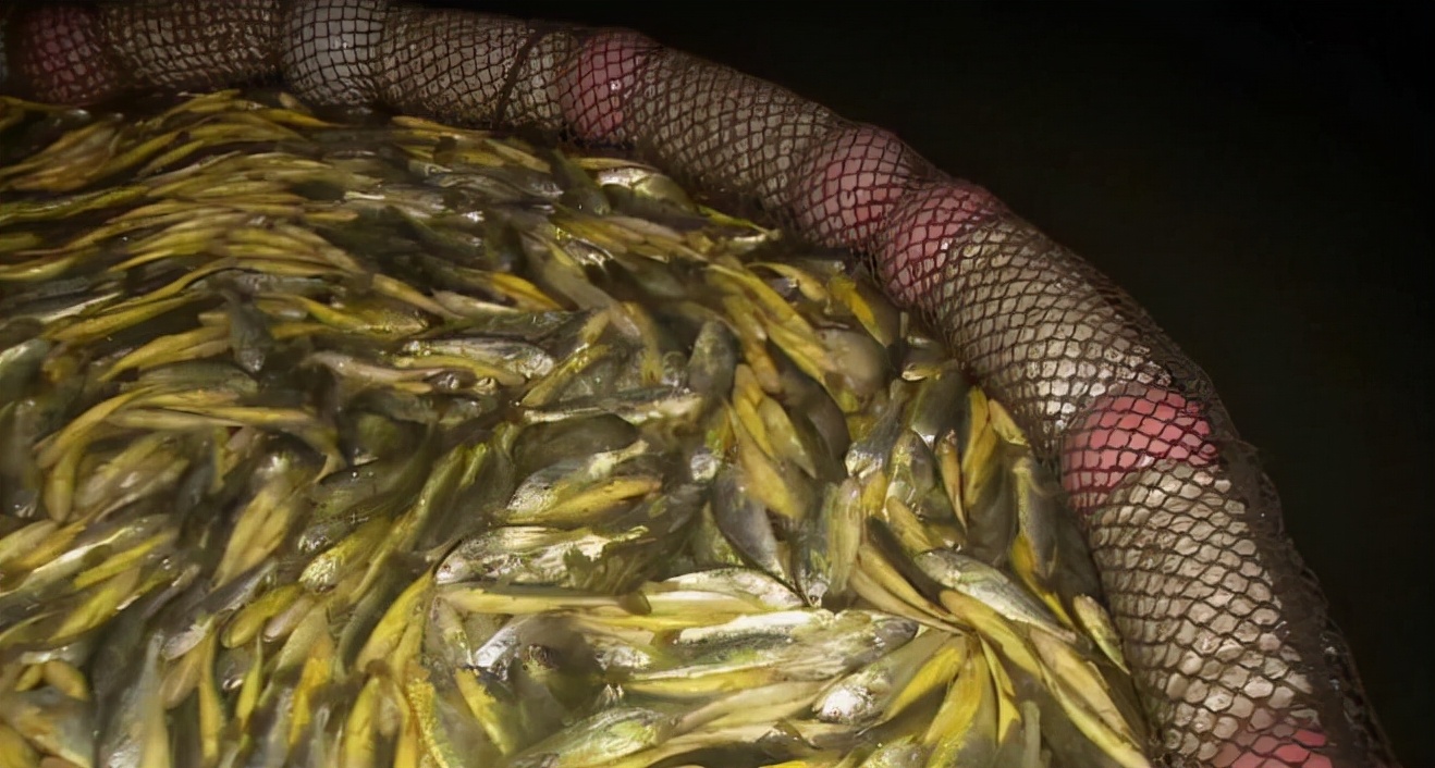 福建大黄鱼多少钱一斤,15斤大黄鱼能卖多少钱一斤