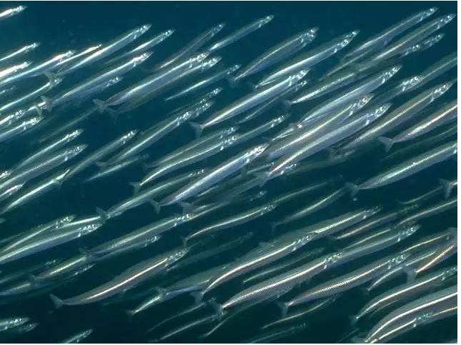 带鱼的“忧虑”:一年出水百万吨,繁荣背后其实暗藏玄机?