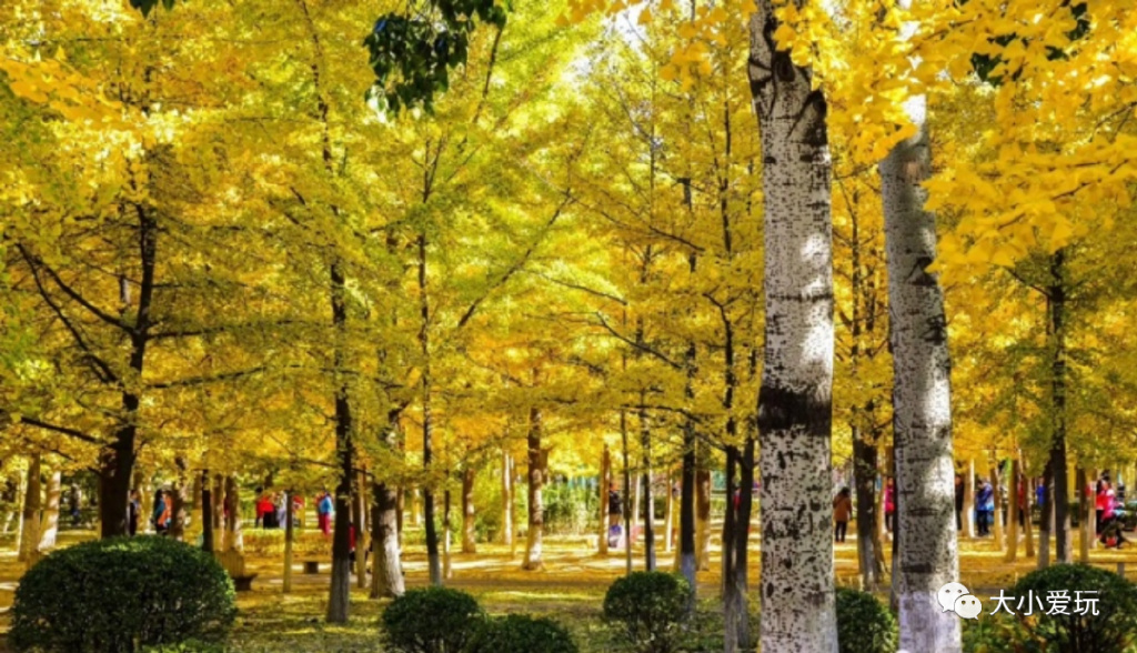 京城赏秋打卡胜地,北京赏秋小众景区