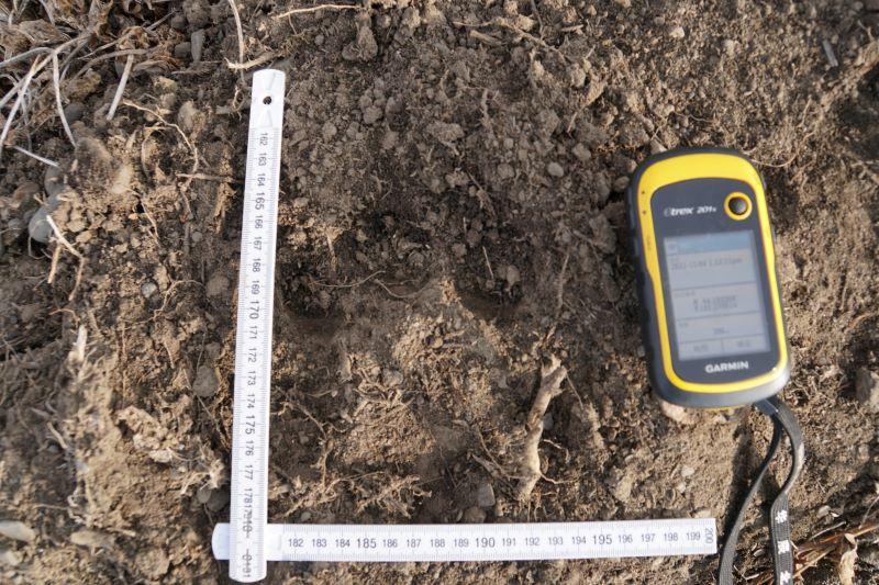 东北虎完达山一号咬死人了吗,完达山一号东北虎多少重