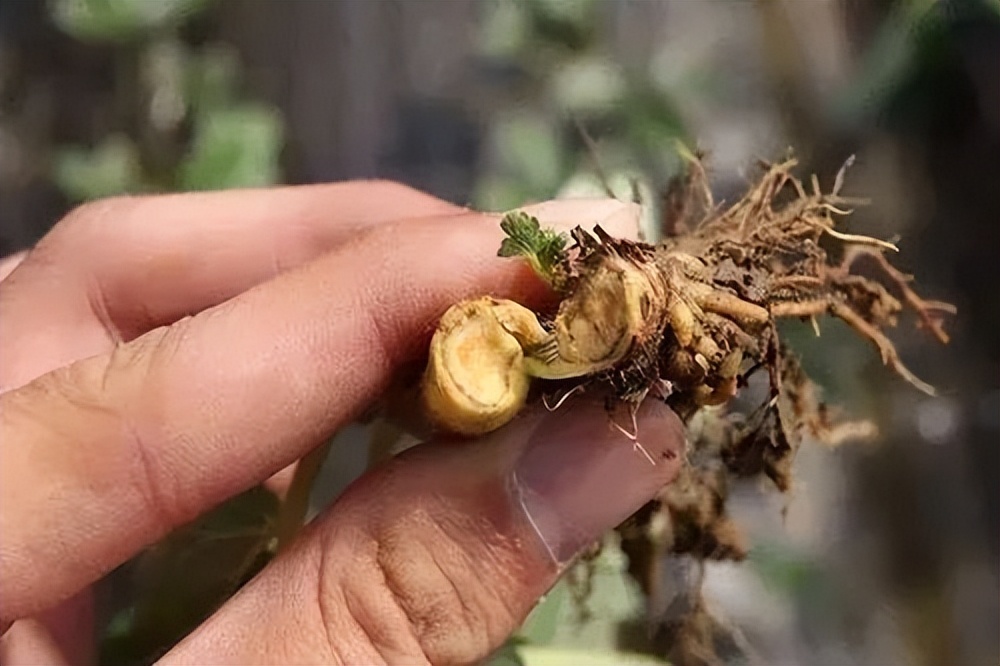 春季真柏盆景如何进行病虫害防治,不用防治的植物病害