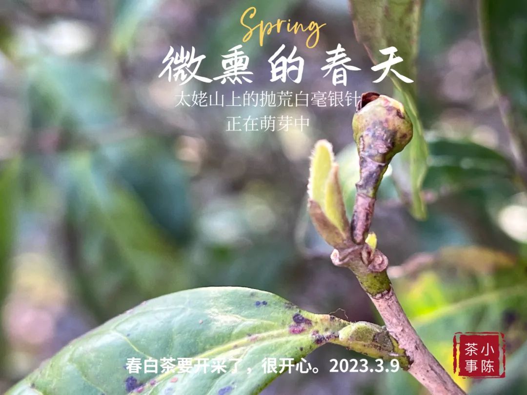 一年中哪个季节的茶叶最好喝,一年里茶叶什么季节最便宜