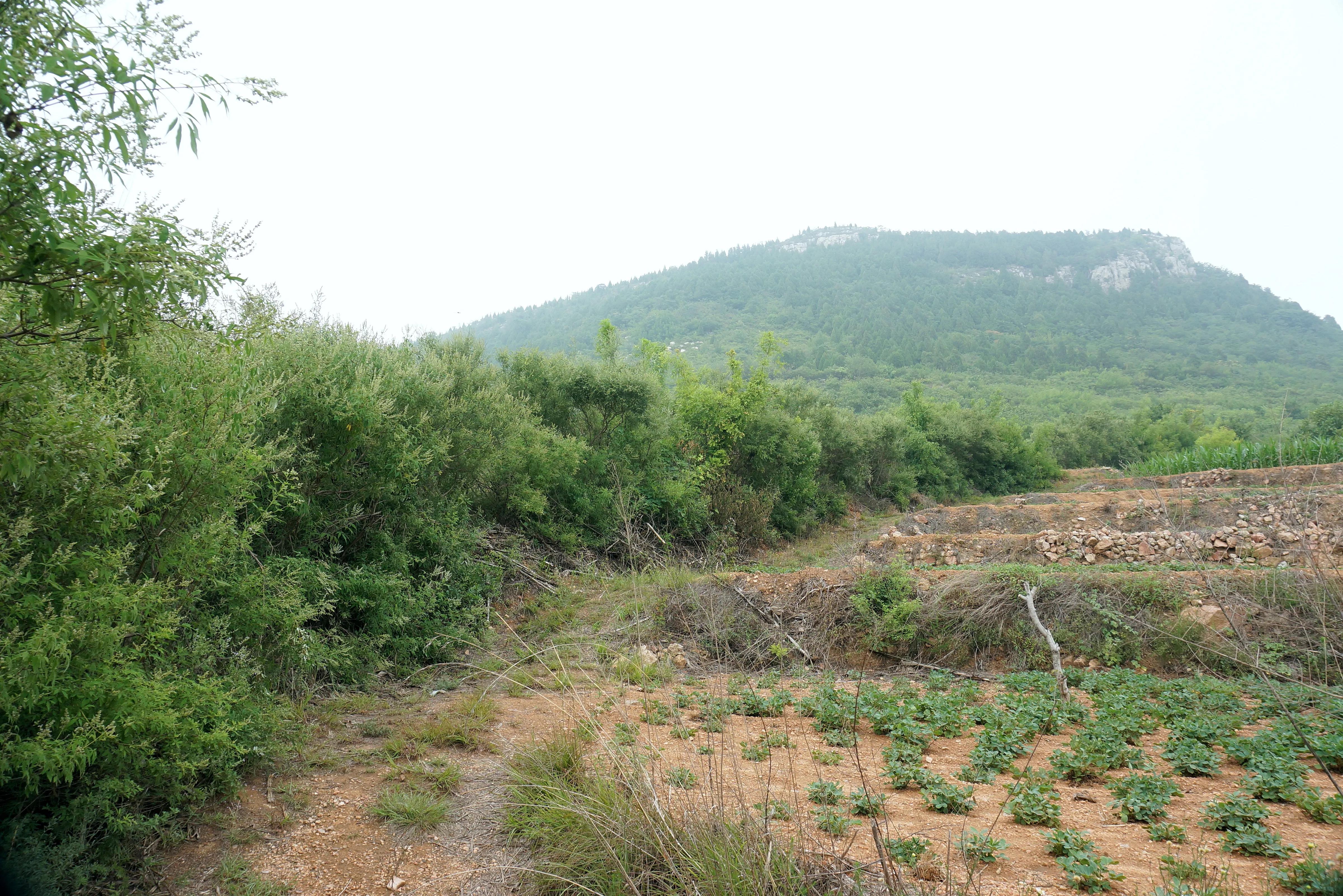 双泉镇小马山“土龙”的历史谜团