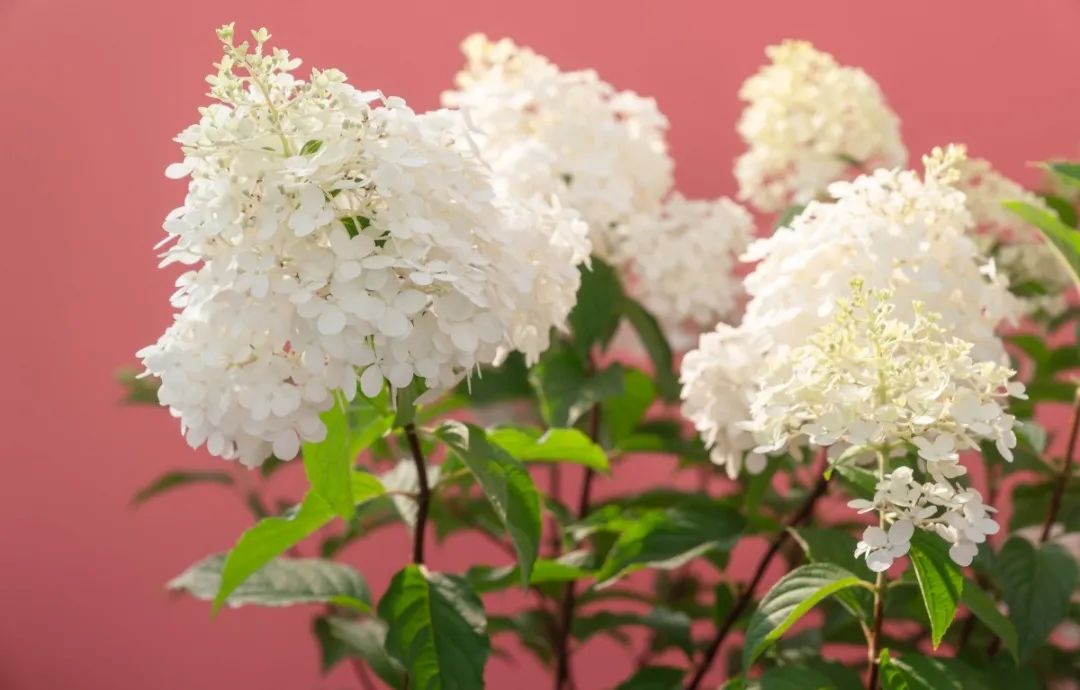绣球花养护知识,夏天未开花的绣球10月怎么养护