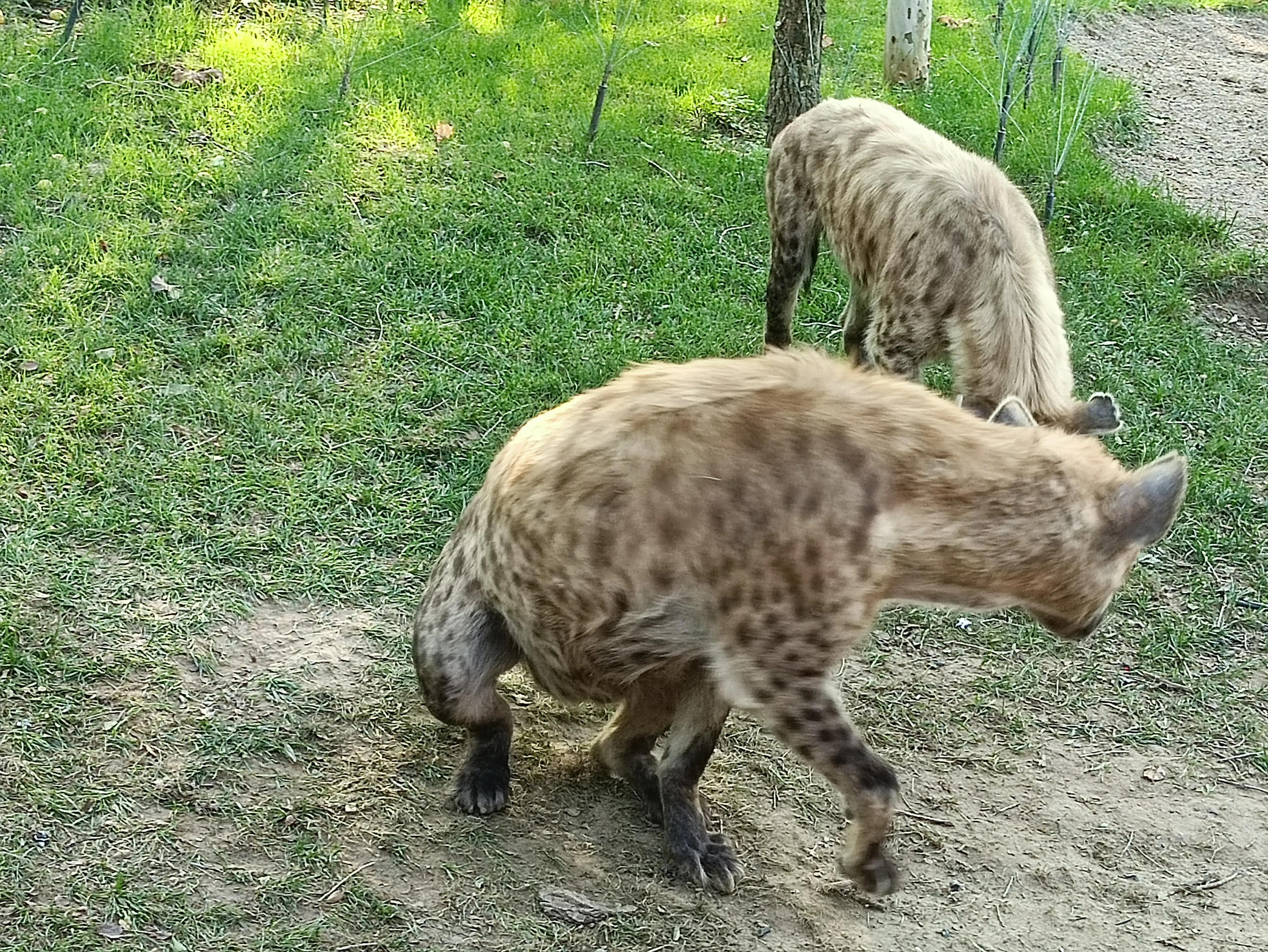 北京动物园和北京野生动物园区别,北京野生动物园狗妈妈和老虎狮子
