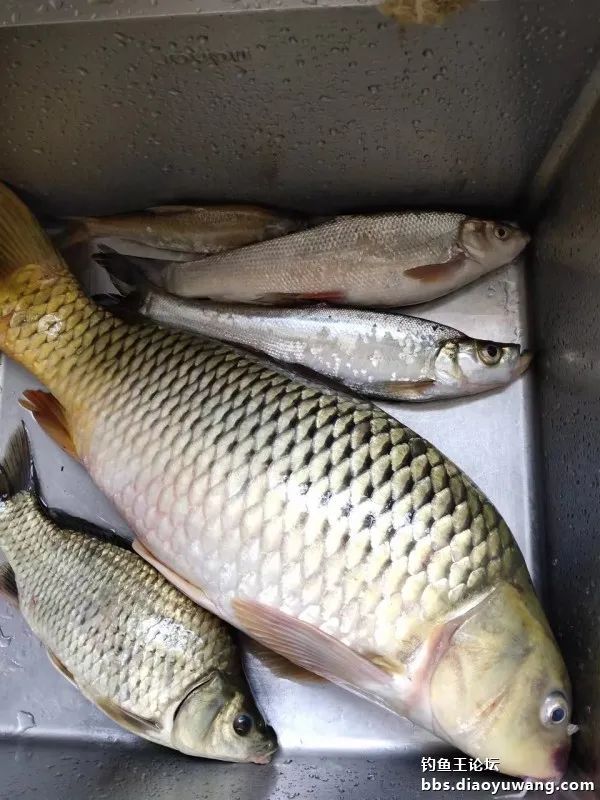今晚吃鱼能配蓝鲫吗,今晚吃鱼加野战蓝鲫评测