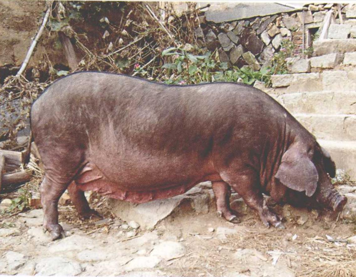 莆田猪瘟,莆田猪价