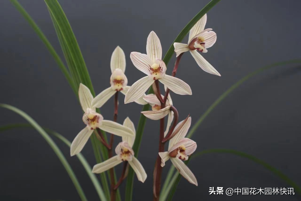 贵阳兰花展日期,11届中国兰花贵阳博览会