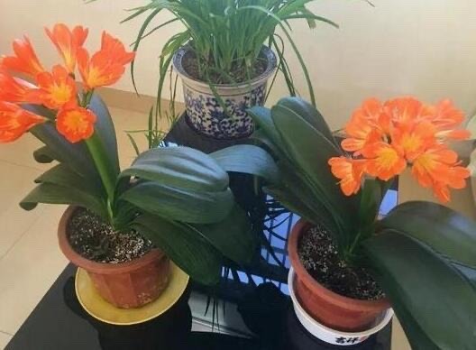 适合在家养的四季发财树,适合懒人养的发财树