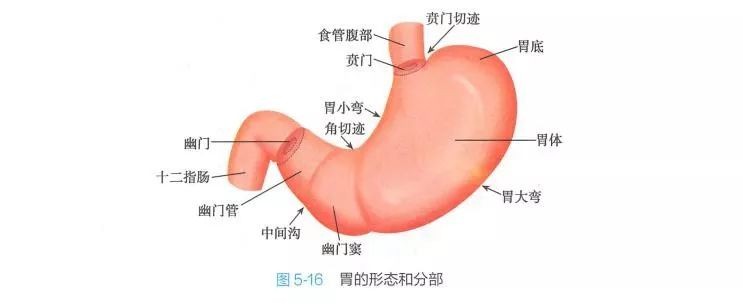 刚出生婴儿喝奶一小时后吐奶,一岁宝宝喝奶吐了晚上睡觉哭闹